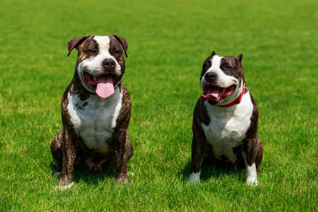 Two dogs of breed English Staffordshire Bull Terrierの写真素材