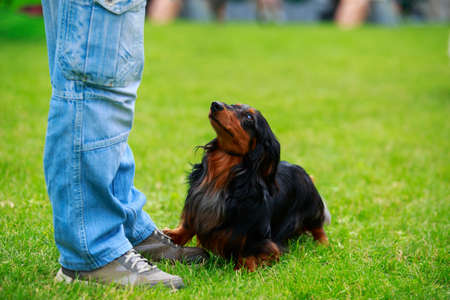 Dog breed dachshund on the green grassの写真素材