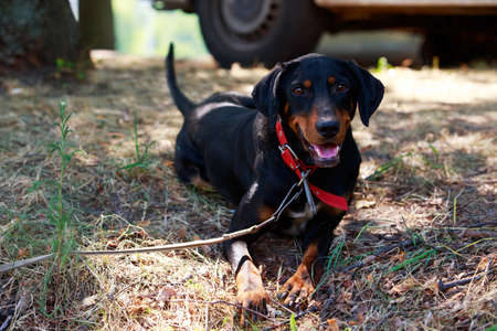 Portrait of nice German hunting terrier in the gardenの写真素材