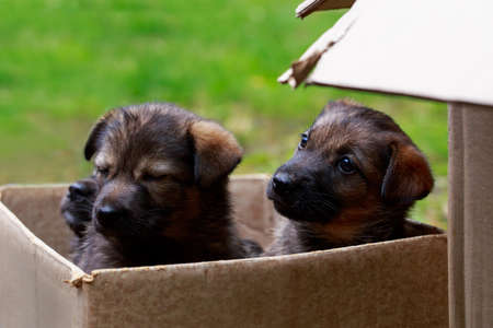 Two little puppies on the grass in a boxの写真素材