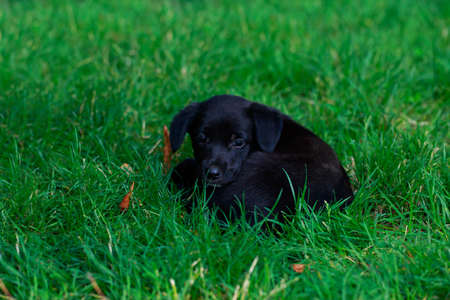Portrait of nice puppy in the gardenの写真素材