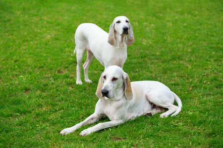 Portrait of nice Billy dogs in the garden