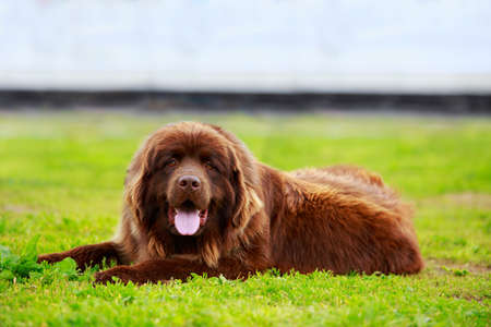 Portrait of nice Newfoundland in the gardenの写真素材