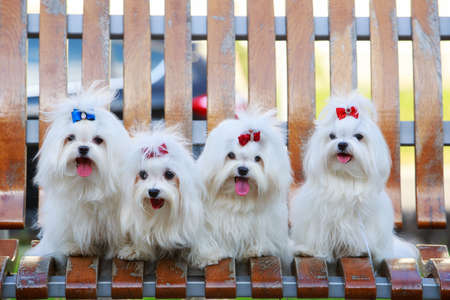 Four dogs of breed Maltese on a wooden bench