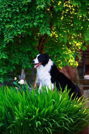 Dog Border Collie sitting in a gardenの写真素材