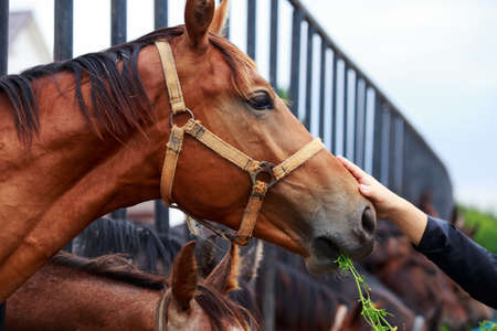 The gentle hand stroking a horse's headの写真素材
