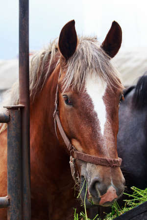 Beautiful young horse on a farm close-upの写真素材