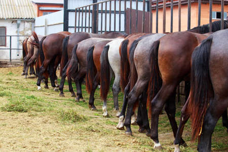 The tails and ass horses a close upの写真素材