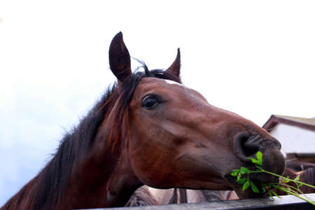 Beautiful young horse on a farm close-upの写真素材