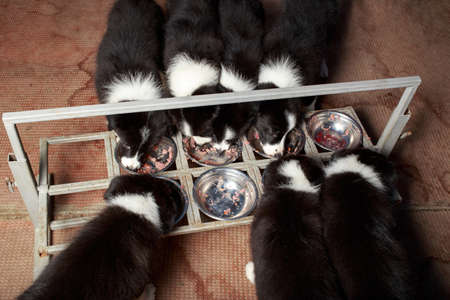 Seven little puppies of the Border Collie breed eat paste