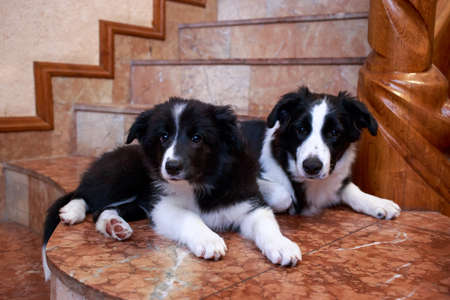 Two little border collie puppies on the stepsの写真素材