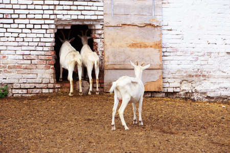 The many goats on a organic farmの写真素材
