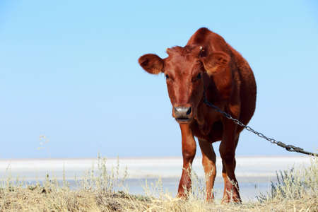 Young goby in the meadow on a hot summer dayの写真素材