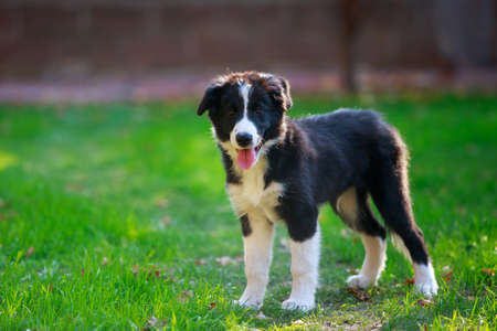 Puppy breed Border Collie in the gardenの写真素材