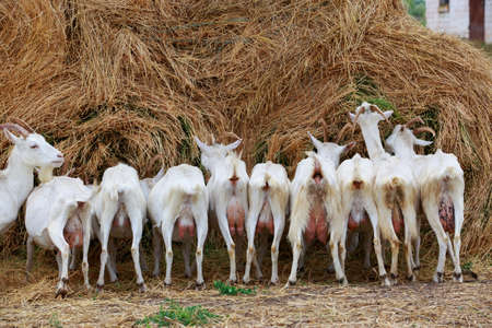 Goats eat fresh hay near the farmの写真素材