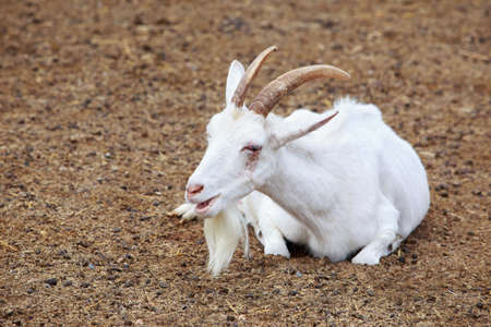 Portrait of white goat a close up