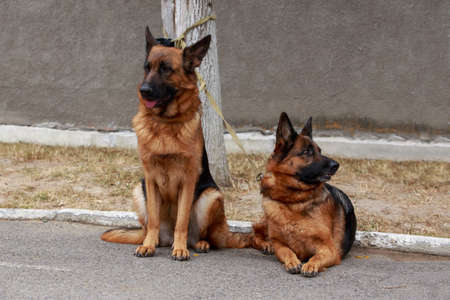 Two dogs breed German Shepherd resting in the park