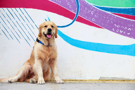Dog breed Golden retriever close-up on a colored backgroundの写真素材