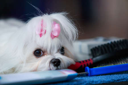 The cute dog breed Maltese is resting