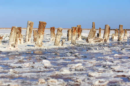 Beautiful crystals of pink salt on marshesの写真素材