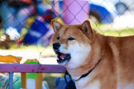 The dog breed Shiba Inu close upの写真素材