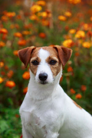 Dog breed Jack Russell Terrier close up against the background of flowers