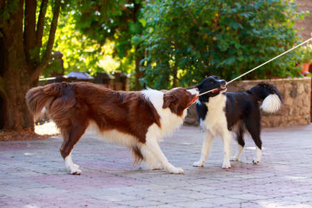 Two dogs breed Border Collie play in the gardenの写真素材