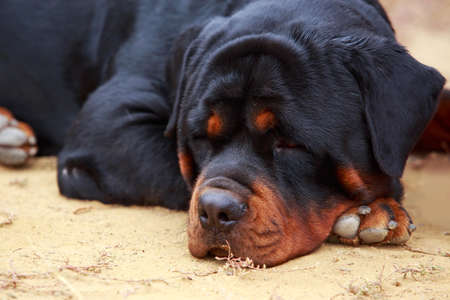 The dog breed Rottweiler resting in parkの写真素材