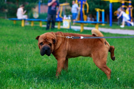 Dog breed Sharpei stands in the parkの写真素材