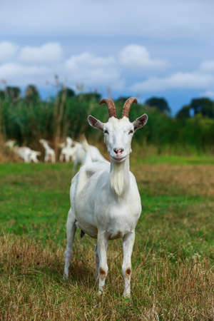 Young white goat in a green meadow
