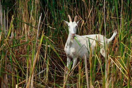 Portrait of white goat a close upの写真素材