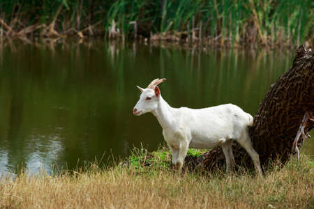 Goat in the meadow on a sunny summer dayの写真素材