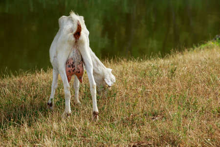 Goat in the meadow on a sunny summer dayの写真素材