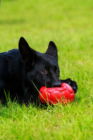 Dog breed German Shepherd with a red ball on green grassの写真素材