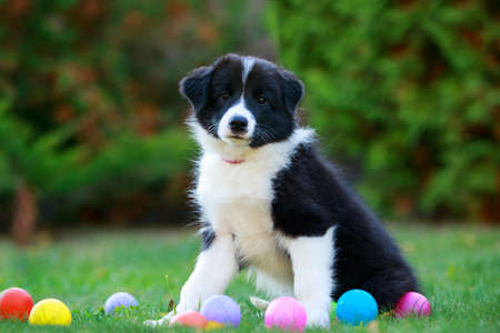 Little Border Collie puppy sitting in the garden with ballsの写真素材