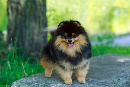Portrait of a dog breed Pomeranian spitzの写真素材
