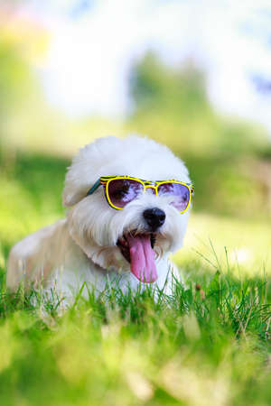 The dog breed West Highland Terrier in glasses lying on green grassの写真素材
