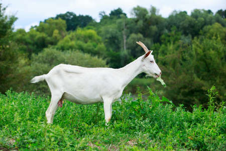 Goat in the meadow on a sunny summer dayの写真素材