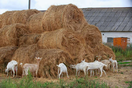 Goats eat fresh hay near the farmの写真素材