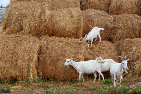 Goats eat fresh hay near the farm
