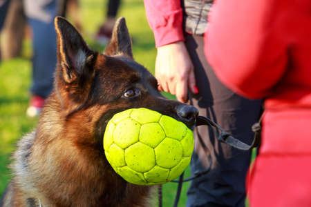 Dog breed German Shepherd with a sports ball in his mouthの写真素材