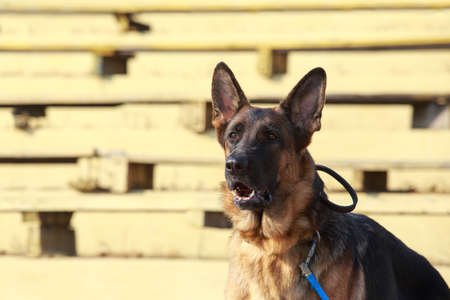 Dog breed German shepherd barks on the streetの写真素材