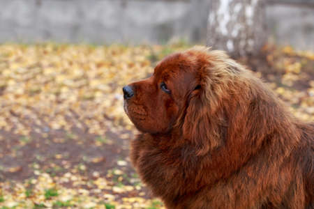 Portrait dog breed Tibetan mastiff a close-up