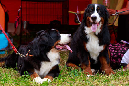 Two dogs breed Bernese Mountain on the green grassの写真素材