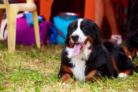 Dog breed Bernese Mountain on the green grass