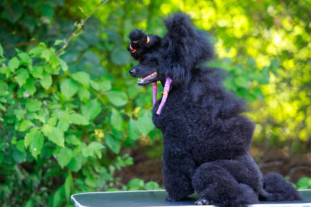 Portrait of nice black poodle in the gardenの写真素材