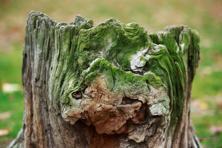 old rotten tree stump covered with green mossの写真素材