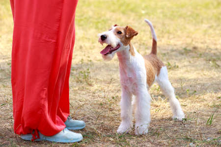 Dog breed Fox Terrier in the parkの写真素材