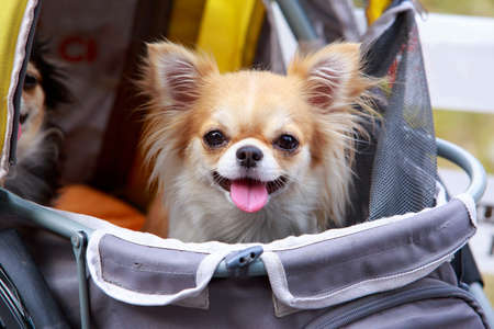 Dog breed Chihuahua sitting in a strollerの写真素材