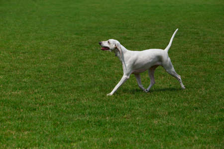 Portrait of nice Billy dog in the garden
